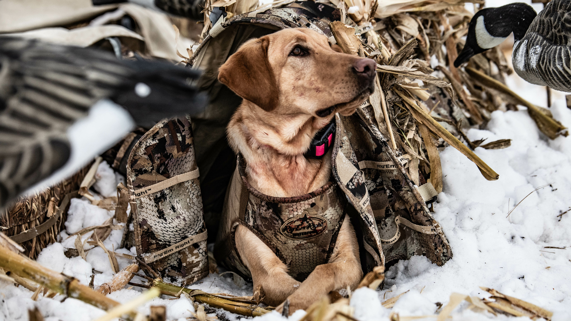 Welcome to WHO (Waterfowl Hunting Outfitters)