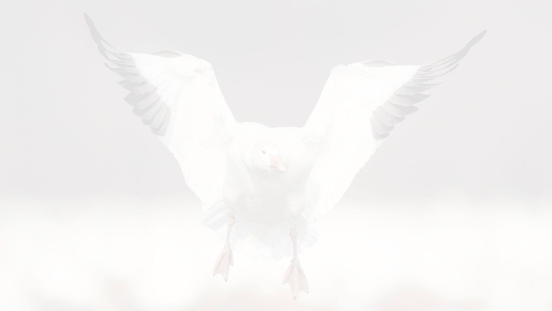 Whiteout Outfitters